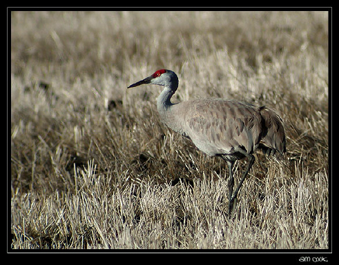 Photo (1): Sandhill Crane