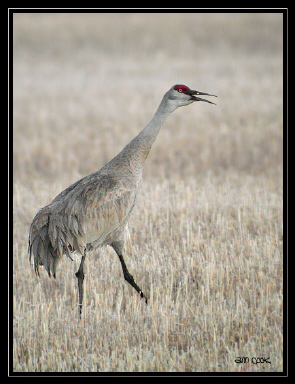 Photo (6): Sandhill Crane