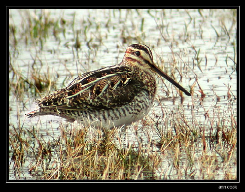 Photo (8): Wilson's Snipe