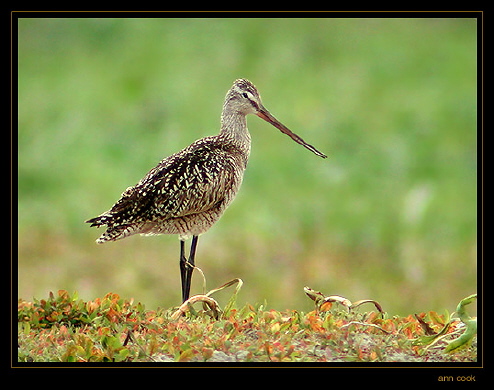 Photo (5): Marbled Godwit