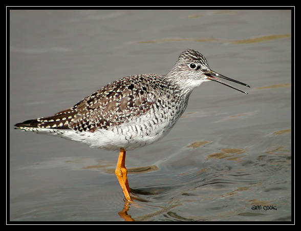 Photo (1): Greater Yellowlegs