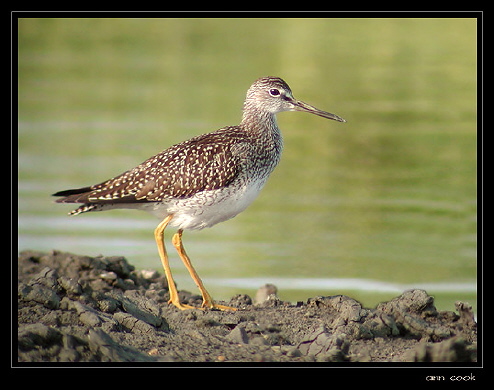 Photo (2): Greater Yellowlegs