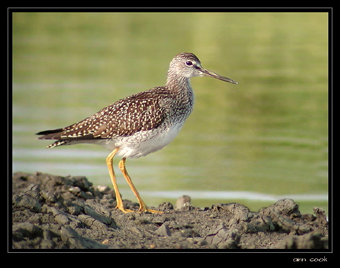 Photo (2): Greater Yellowlegs