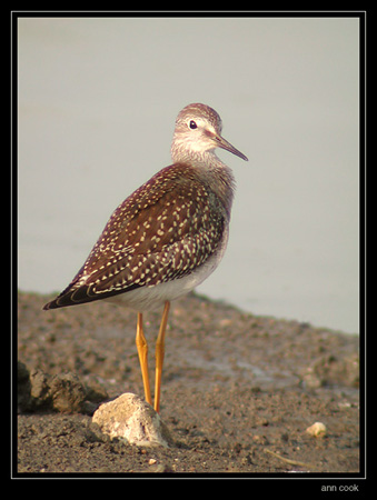 Photo (1): Lesser Yellowlegs