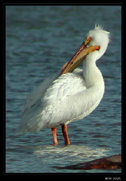 Photo (1): American White Pelican