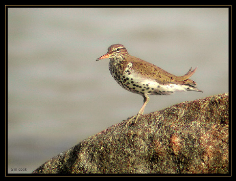 Photo (6): Spotted Sandpiper
