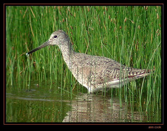 Photo (1): Willet