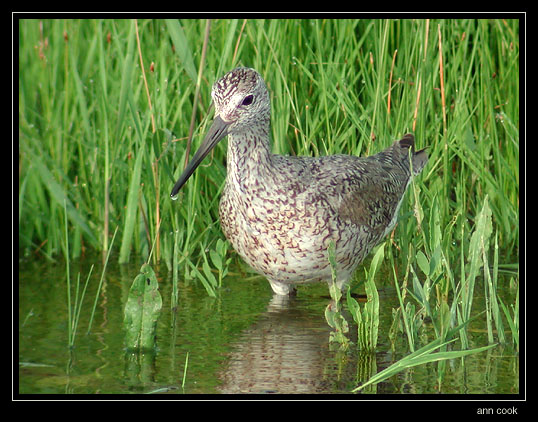 Photo (3): Willet