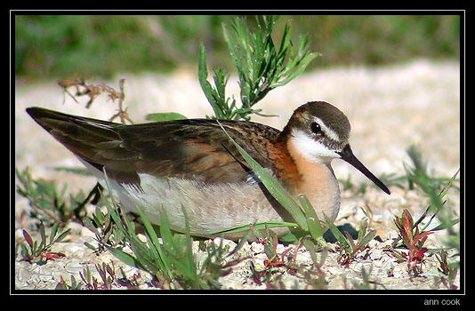 Image (1): Phalarope de Wilson