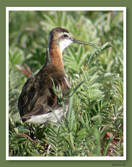 Image (2): Phalarope de Wilson