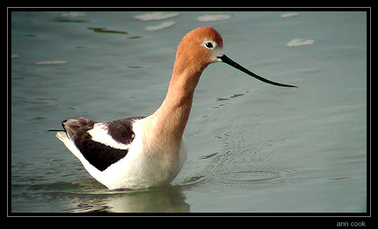 Photo (4): American Avocet