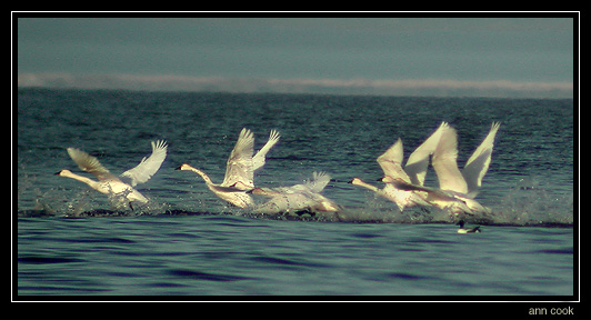Photo (2): Tundra Swan