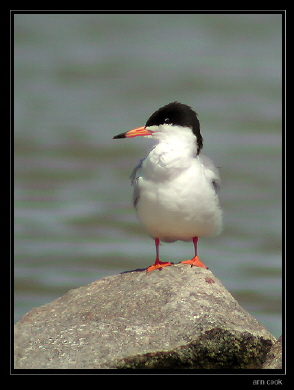 Photo (2): Common Tern