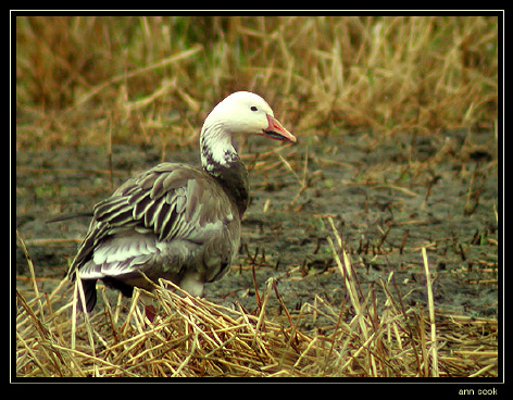 Photo (4): Snow Goose