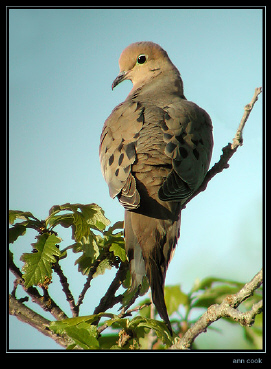 Photo (1): Mourning Dove