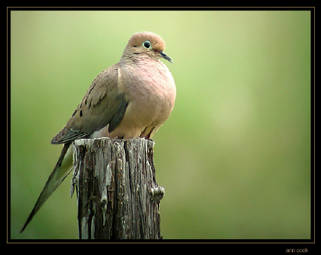 Photo (3): Mourning Dove