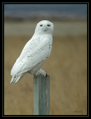 Photo (5): Snowy Owl