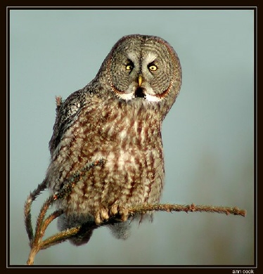 Photo (1): Great Gray Owl