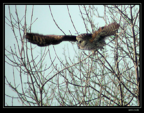 Photo (3): Great Gray Owl