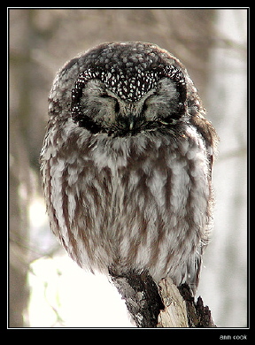 Photo (1): Boreal Owl