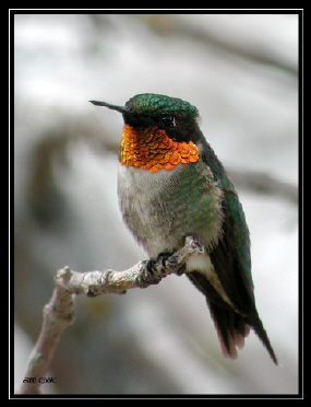 Photo (1): Ruby-throated Hummingbird