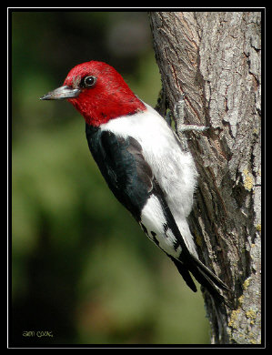 Photo (1): Red-headed Woodpecker