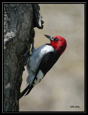 Photo (2): Red-headed Woodpecker
