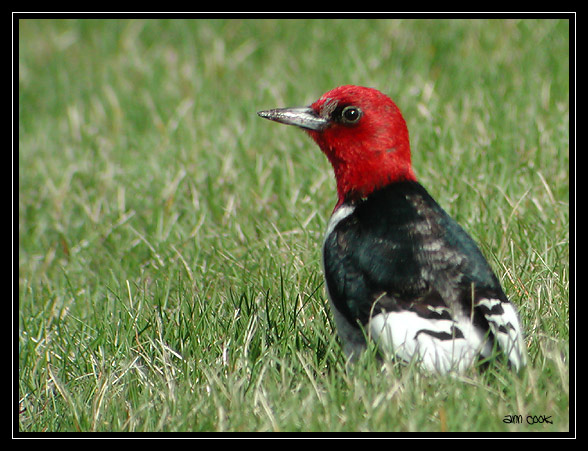 Photo (3): Red-headed Woodpecker