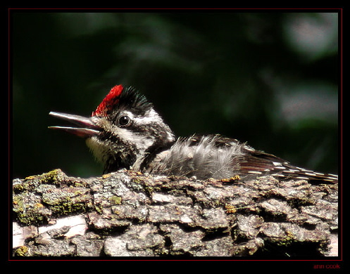 Photo (4): Yellow-bellied Sapsucker