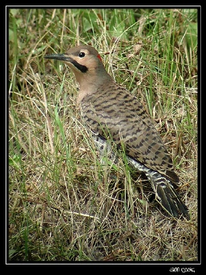 Photo (3): Northern Flicker