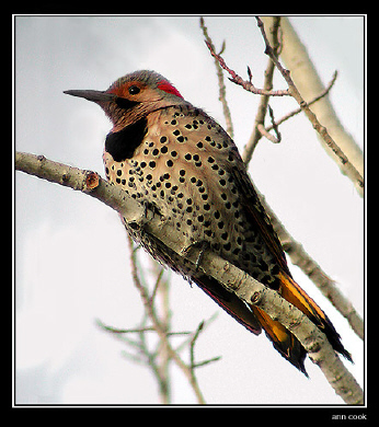 Photo (1): Northern Flicker