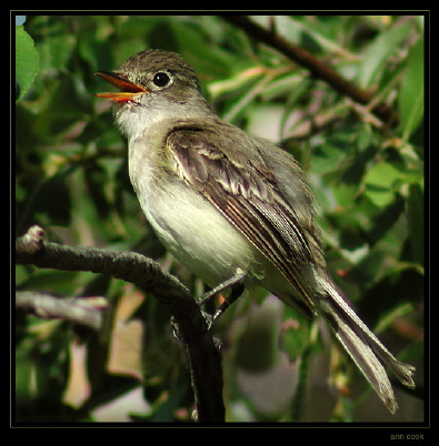 Photo (1): Alder Flycatcher