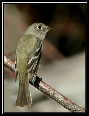 Photo (2): Least Flycatcher