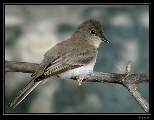 Photo (24): Eastern Phoebe