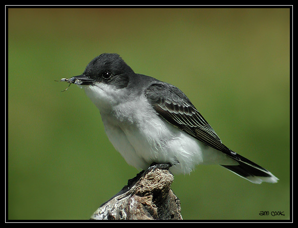 Photo (1): Eastern Kingbird