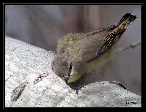 Photo (7): Philadelphia Vireo