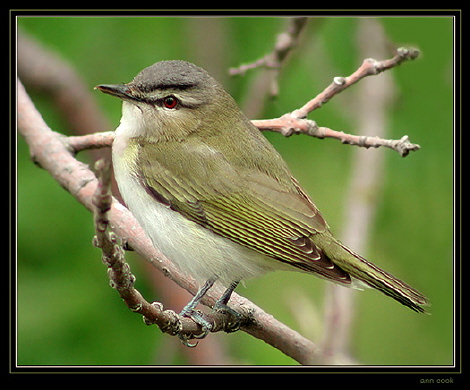 Photo (2): Red-eyed Vireo