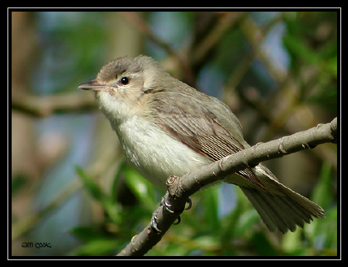 Photo (1): Warbling Vireo