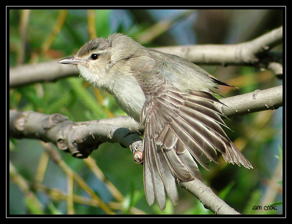 Photo (9): Warbling Vireo