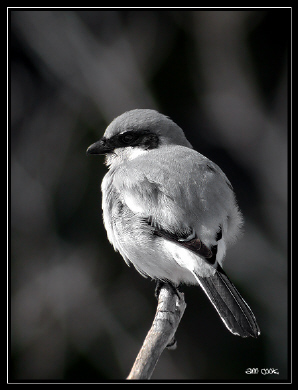 Photo (10): Loggerhead Shrike