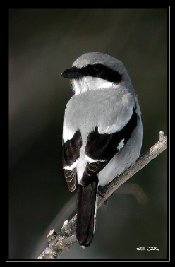 Photo (3): Loggerhead Shrike