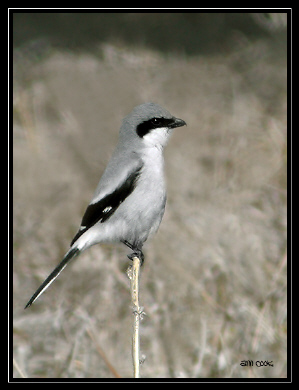 Photo (9): Loggerhead Shrike