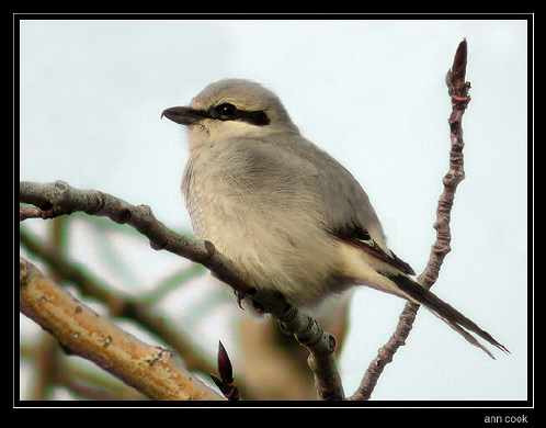 Photo (1): Northern Shrike