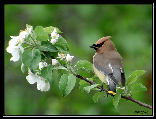 Photo (1): Cedar Waxwing