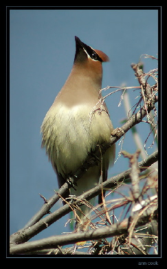 Photo (16): Cedar Waxwing