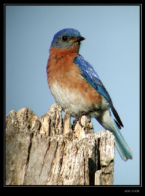 Photo (12): Eastern Bluebird
