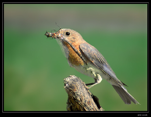 Photo (4): Eastern Bluebird