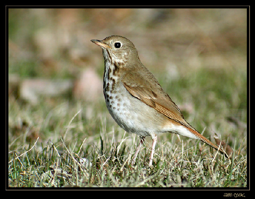 Photo (6): Hermit Thrush