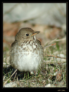 Photo (5): Hermit Thrush