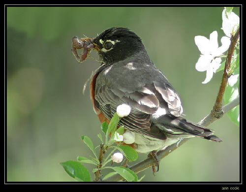 Photo (7): American Robin